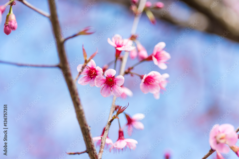 Cherry blossoms or Sakura flower in chiang mai Thailand Cherry blossoms or Sakura flower in chiang mai Thailand