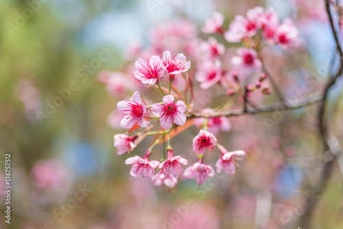 Cherry blossoms or Sakura flower in chiang mai Thailand