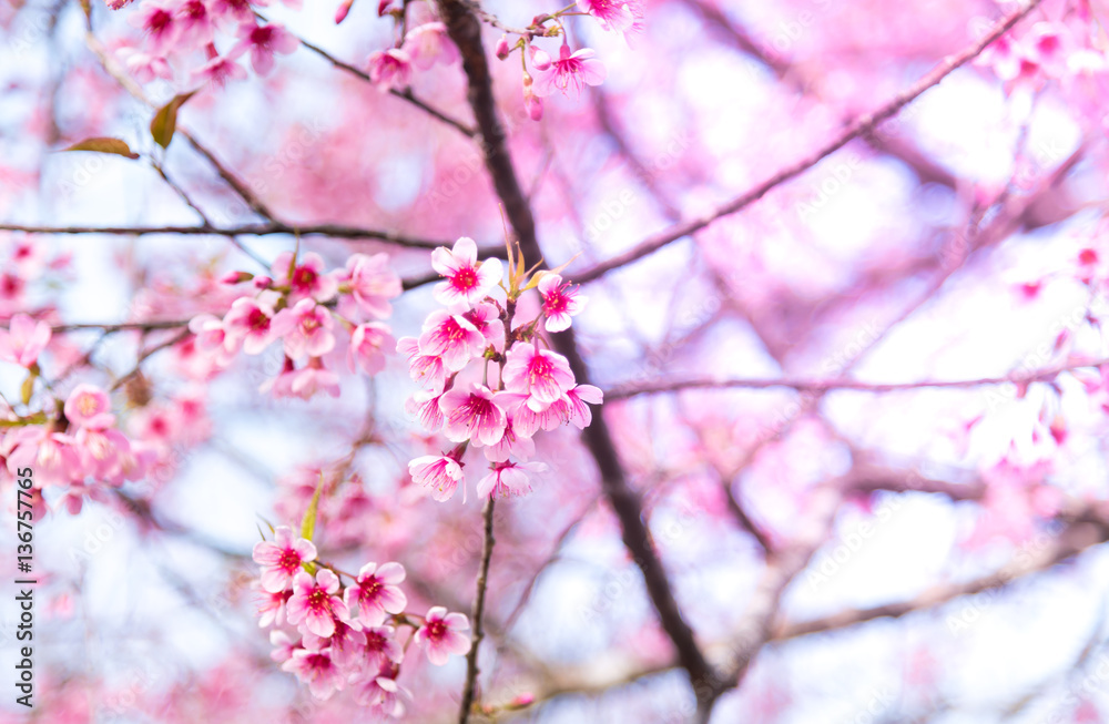 Cherry blossoms or Sakura flower in chiang mai Thailand Cherry blossoms or Sakura flower in chiang mai Thailand