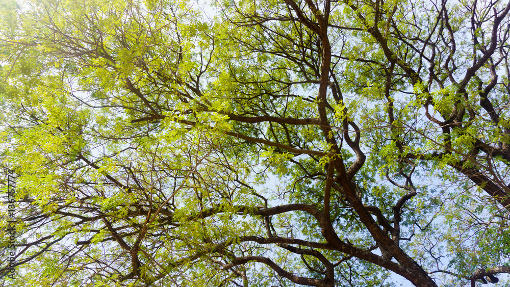 Green trees in the background sky view from the bottom up. Green trees in the background sky view from the bottom up.