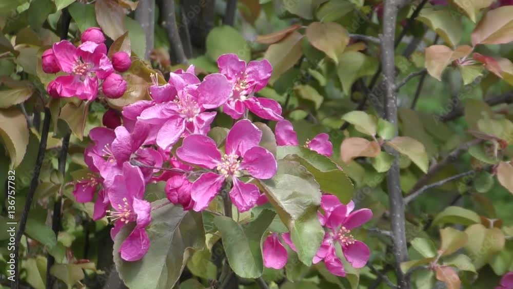Apple Blossom pink color swinging in the wind spring morning