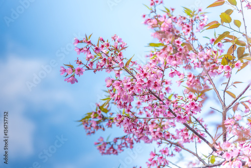 Cherry blossoms or Sakura flower in chiang mai Thailand © viiwee