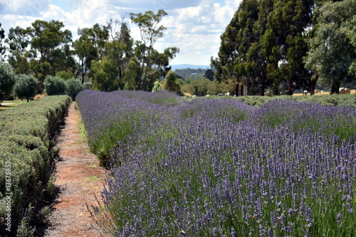 Growing purple lavender flower In a field. Field of mauve purple Lavandula angustifolia most commonly True or English Lavender garden. Lamiaceae.