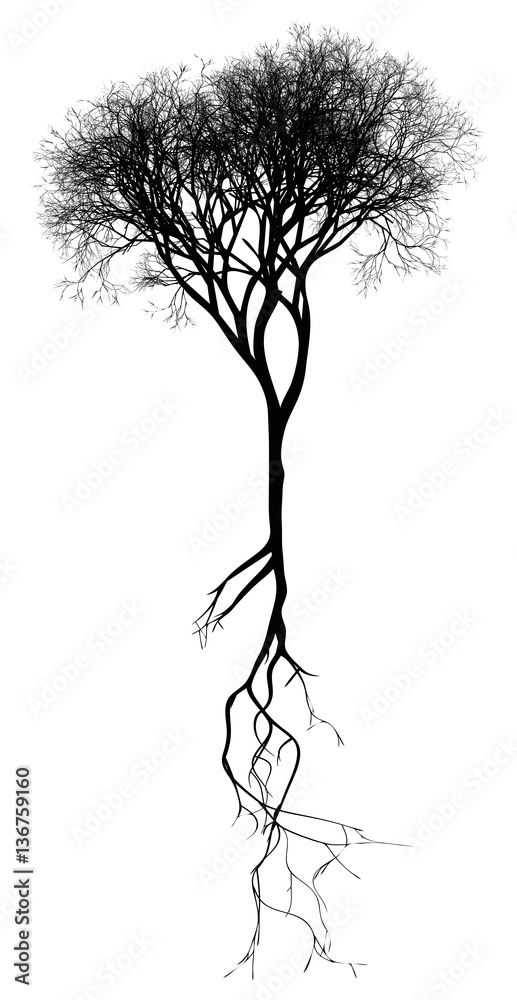 Black naturalistic bare tree with root system - vector illustration ...