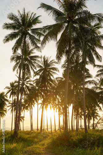 Coconut plant with sunset