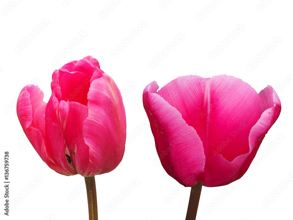 Pink Tulips Isolated / White Background Stock Photo | Adobe Stock