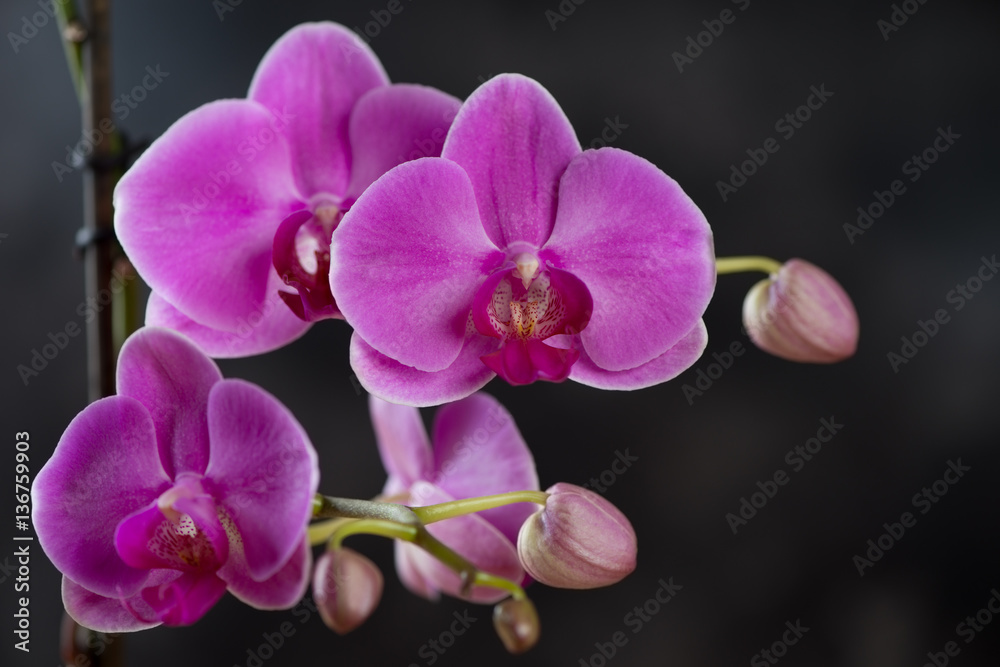 Fototapeta premium Flowers of blossoming phalaenopsis orchid, close-up, studio shot