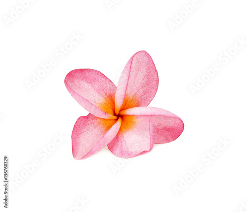 Tropical flower frangipani isolated on white background