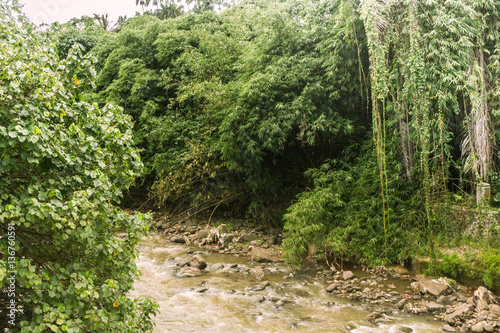 A river with rocks surrounding by trees and bushes photo taken in Kebun Raya Bogor Indonesia