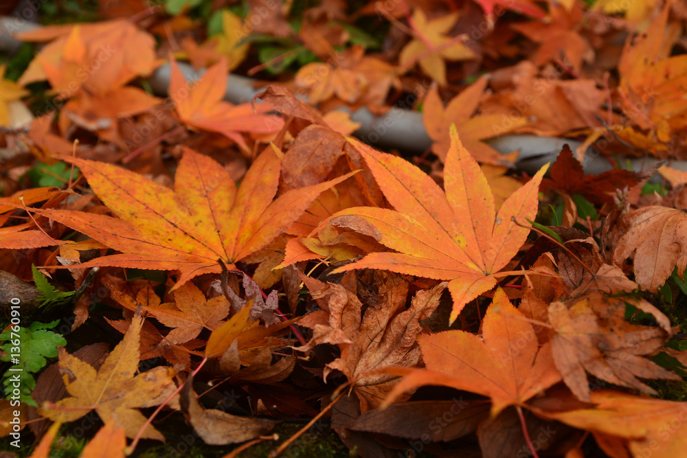 Colorful autumn maple leaf lies on the fall forest floor. Colorful autumn maple leaf lies on the fall forest floor.
