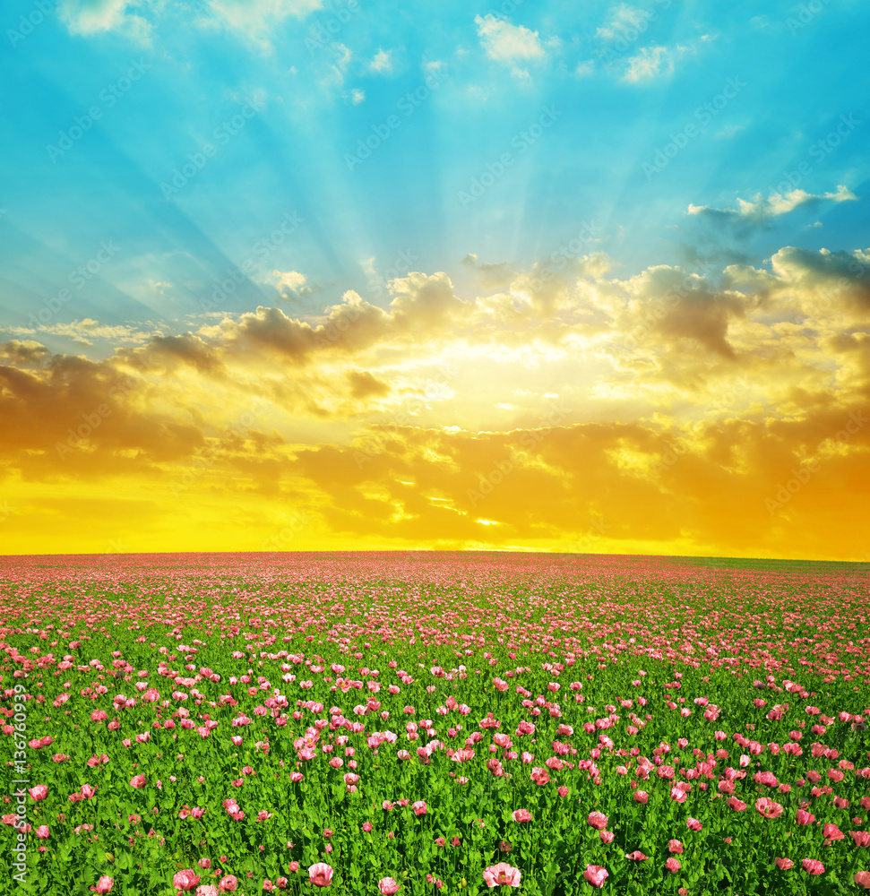 Blooming poppy field at sunset sky. Summer landscape.