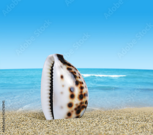 Tropical sea shell on sandy beach.