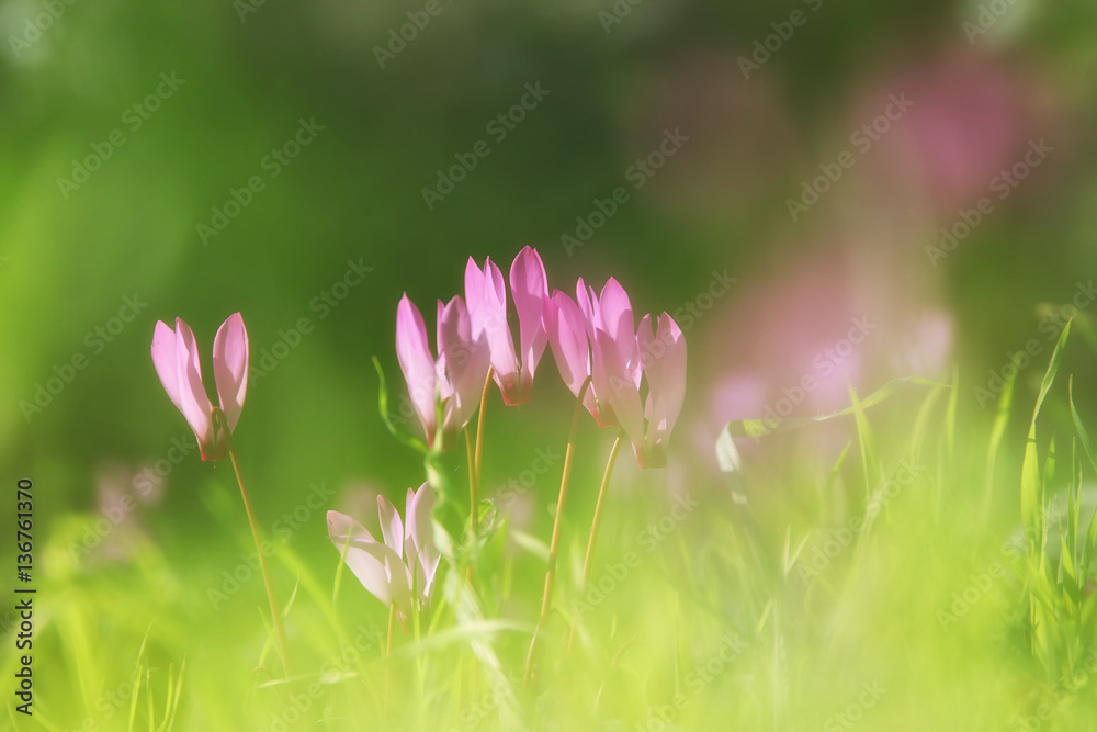 dreamy image of cyclamen flowers blooming in the forest dreamy image of cyclamen flowers blooming in the forest