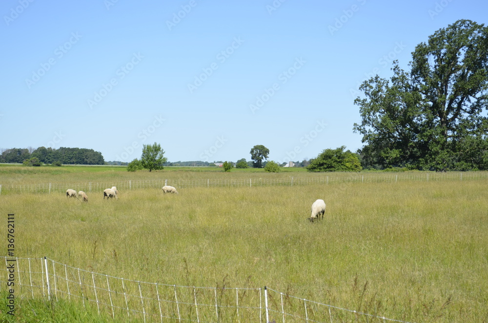 Livestock grazing in an open pasture on a sunny summer day Livestock grazing in an open pasture on a sunny summer day