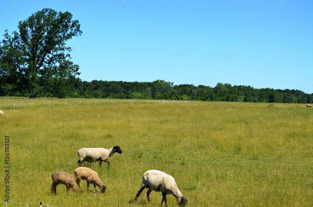Livestock grazing in an open pasture on a sunny summer day