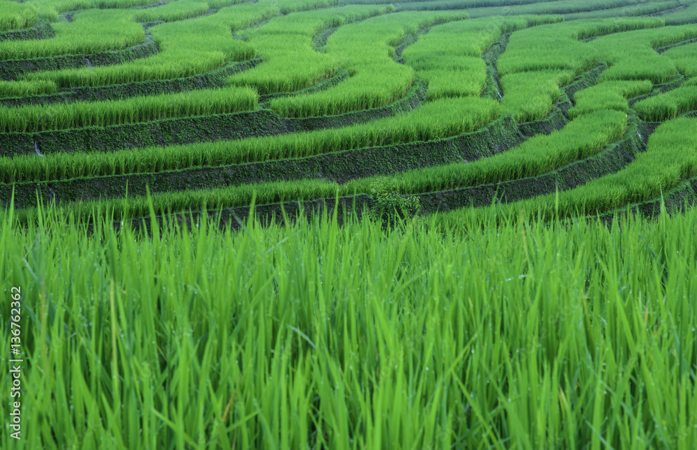 Rice terrace background Rice terrace background