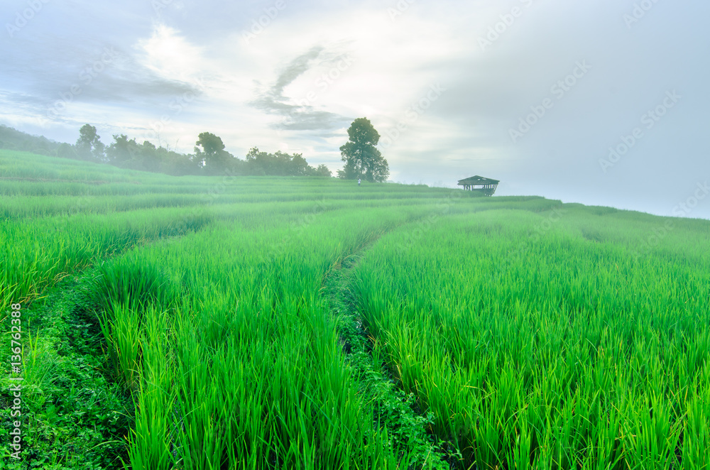Obraz premium Rice terrace in mist