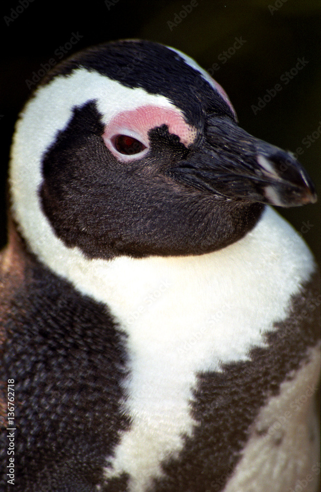 Naklejka premium African penguin, The Boulders, South African Republic