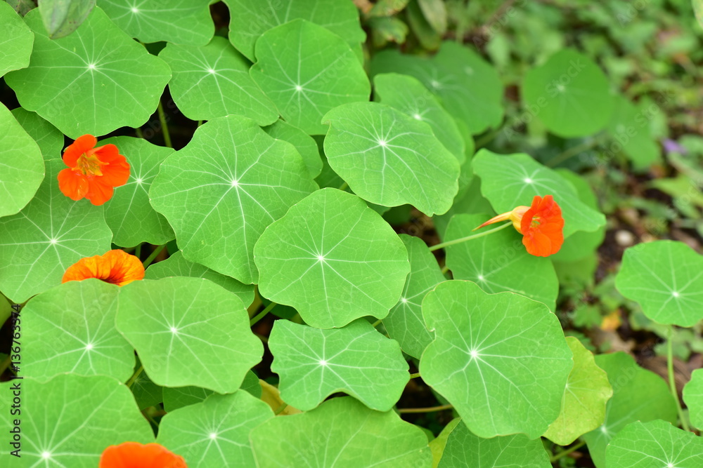 ナスタチウム Nasturtium (Indian cress) ナスタチウム Nasturtium (Indian cress)