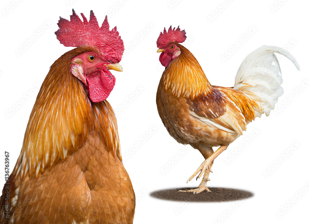 Fototapeta premium Rooster