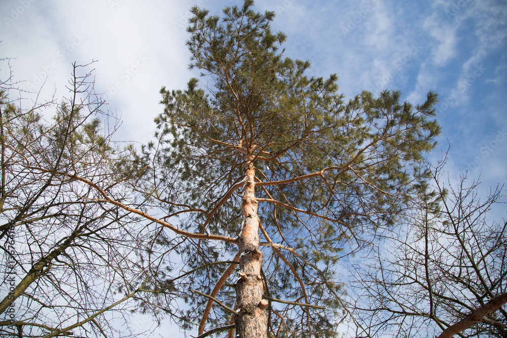 Fototapeta premium Pine forest in winter.
