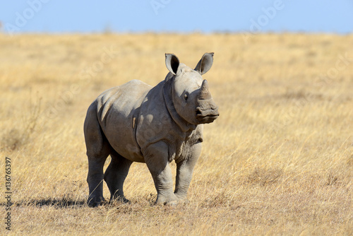 African white rhino