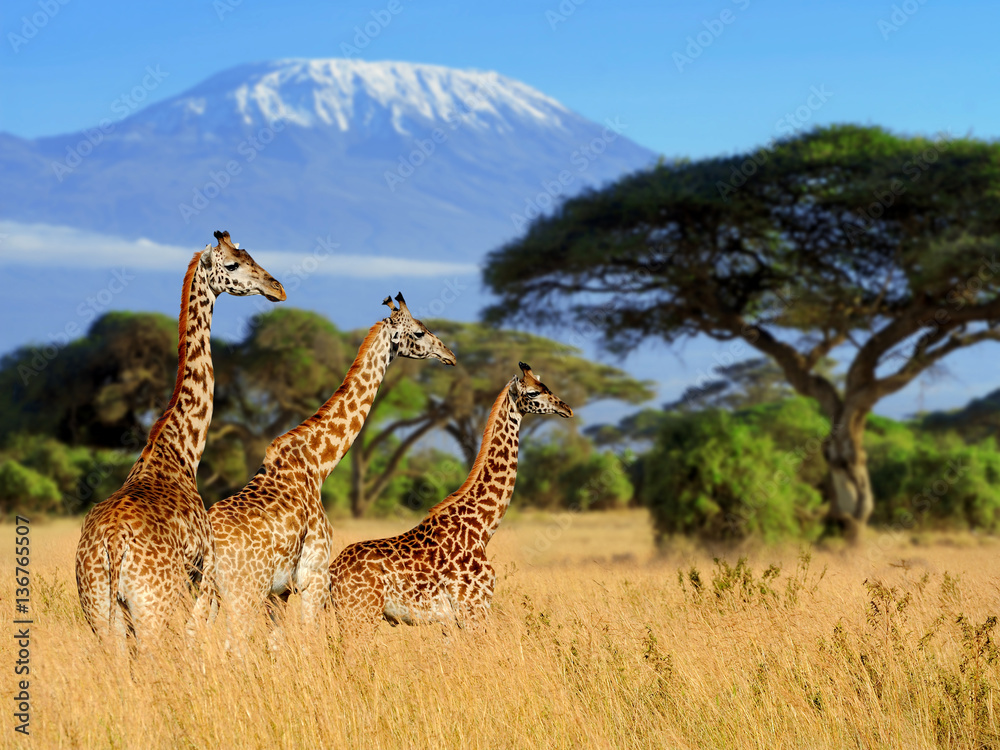 Naklejka premium Trzy żyrafa na tle montażu Kilimandżaro
