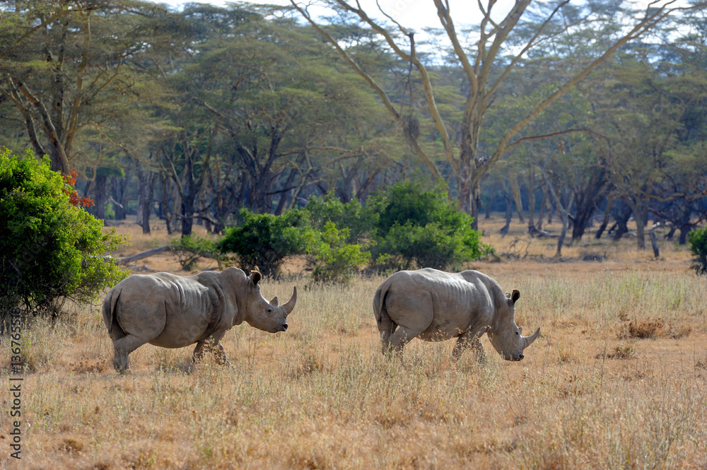 Naklejka premium African white rhino