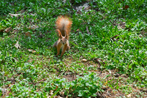 squirrel with a nut sittins in green grass in the spring forest