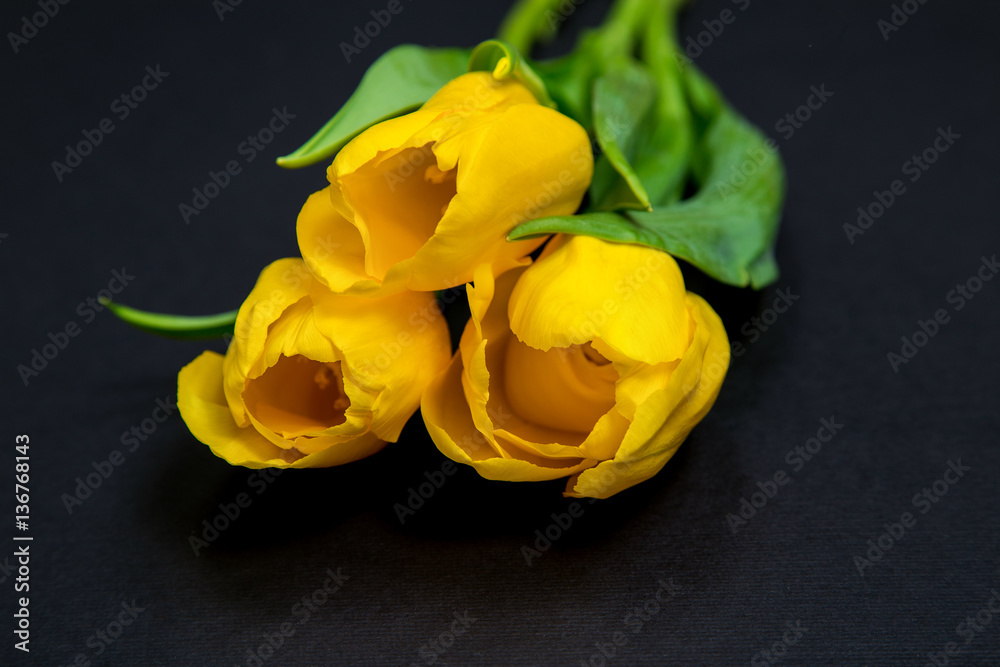 Fototapeta premium yellow spring tulips on black paper background