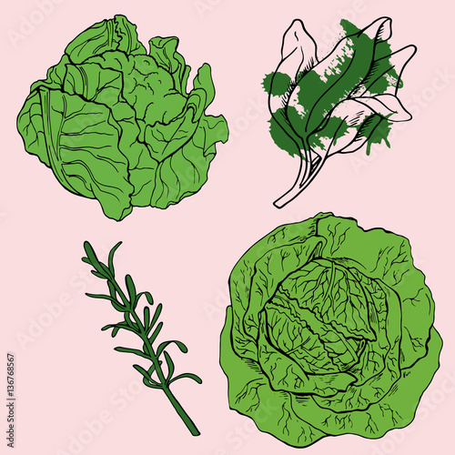 Set of cabbage, sage and thyme on pastel pink background. Doodle ink sketch. Hand drawn vector illustration.