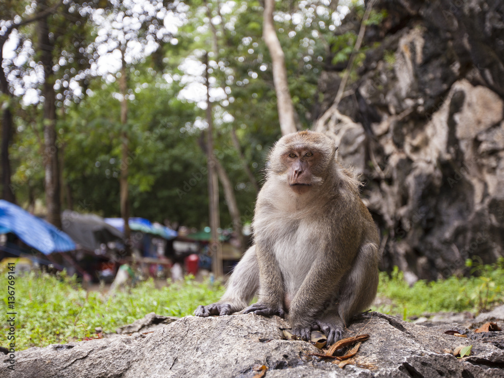 Fototapeta premium Wild monkey in the jungle, Thailand