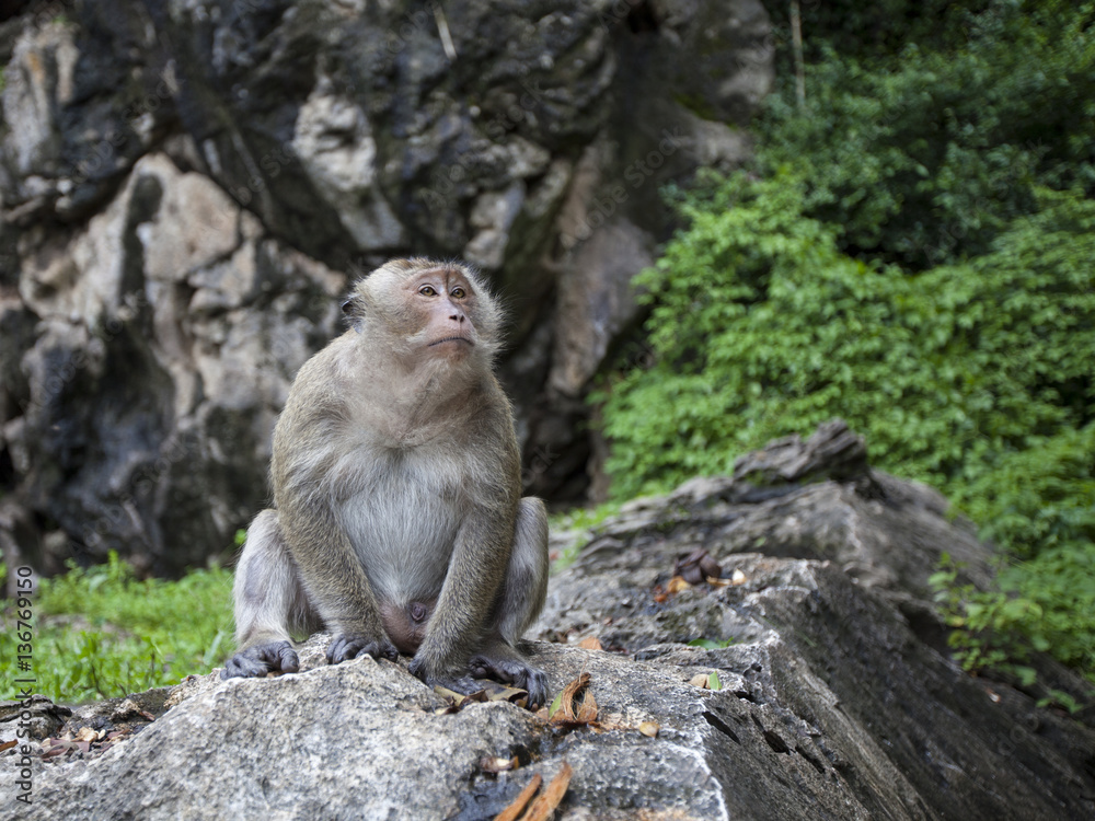 Fototapeta premium Wild monkey in the jungle, Thailand