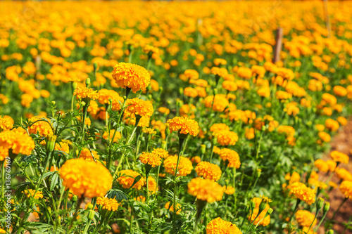 Fototapeta Naklejka Na Ścianę i Meble -  Marigold on the field.