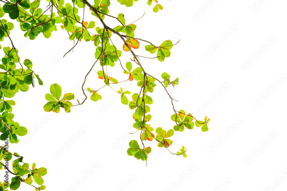 green and red sea almond leaves with tree branch isolated on white background use as natural copy space or multipurple backdrop, Indian almond tree, Branch leaves isolated on white background green and red sea almond leaves with tree branch isolated on white background use as natural copy space or multipurple backdrop, Indian almond tree, Branch leaves isolated on white background