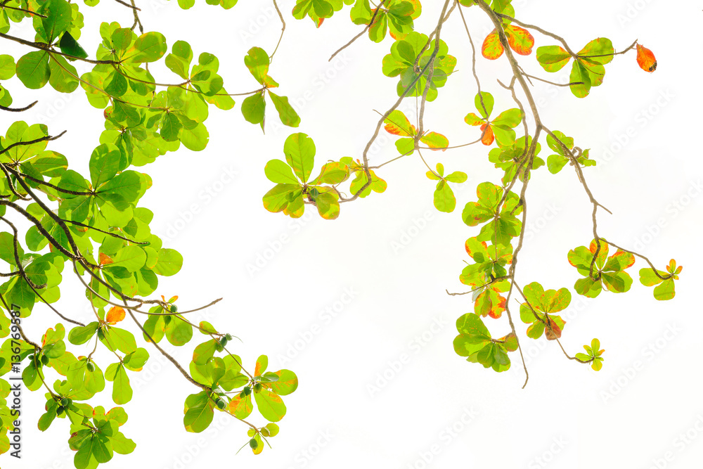 green and red sea almond leaves with tree branch isolated on white