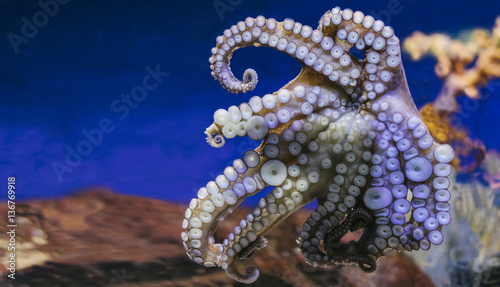Close up view lively bright color octopus on background blue sea aquarium coral. Devilfish poulpe stuck sucker to glass in oceanarium museum, blur mockup, sea showcase seafood restaurant