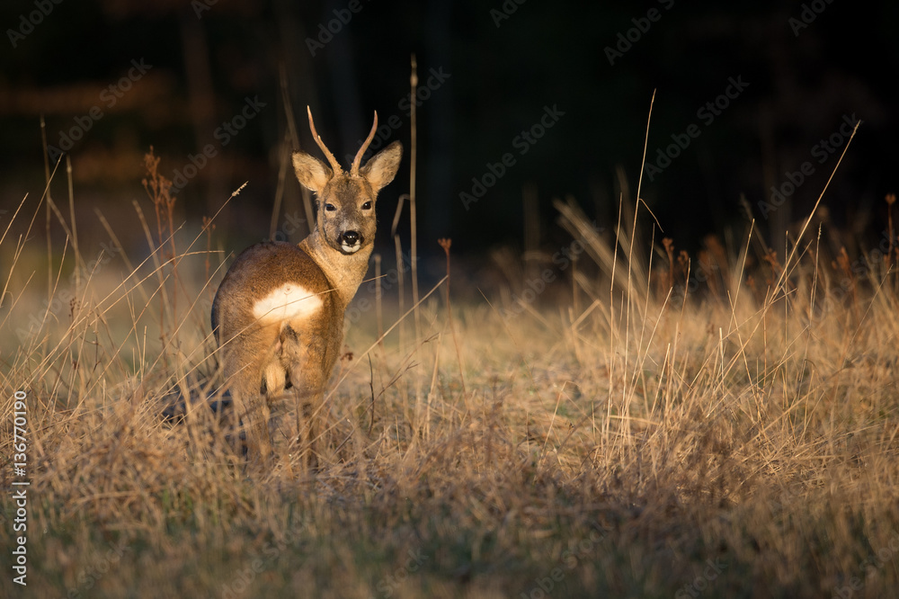 Roe Deer in morning light Roe Deer in morning light