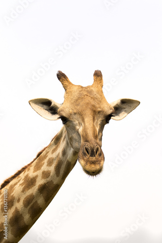 Image of a giraffe head on white background. Wild Animals.