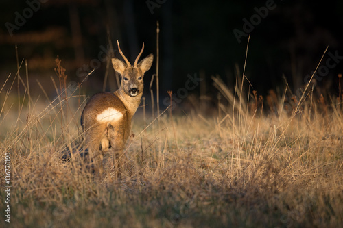 Fototapeta Naklejka Na Ścianę i Meble -  Roe Deer in morning light