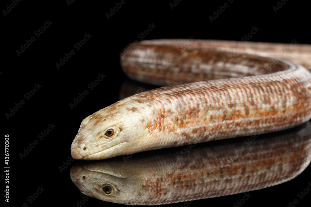 Naklejka premium Sheltopusik or European Legless Lizard, Pseudopus apodusapodus isolated on Black background with reflectoin