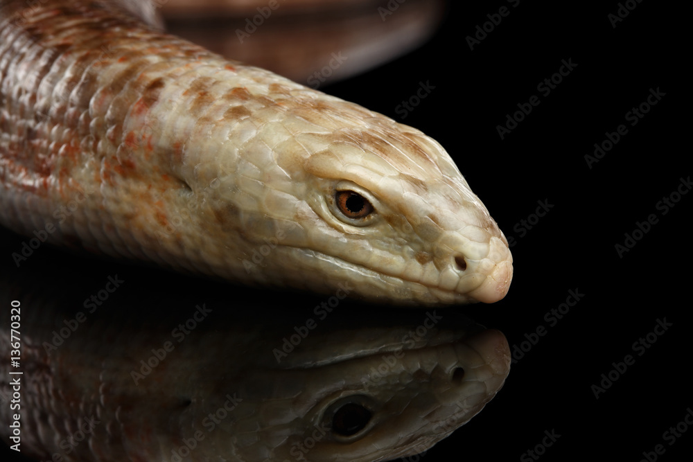Naklejka premium Sheltopusik or European Legless Lizard, Pseudopus apodusapodus isolated on Black background with reflectoin