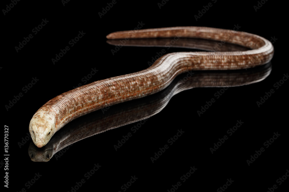 Fototapeta premium Sheltopusik or European Legless Lizard, Pseudopus apodusapodus isolated on Black background with reflectoin