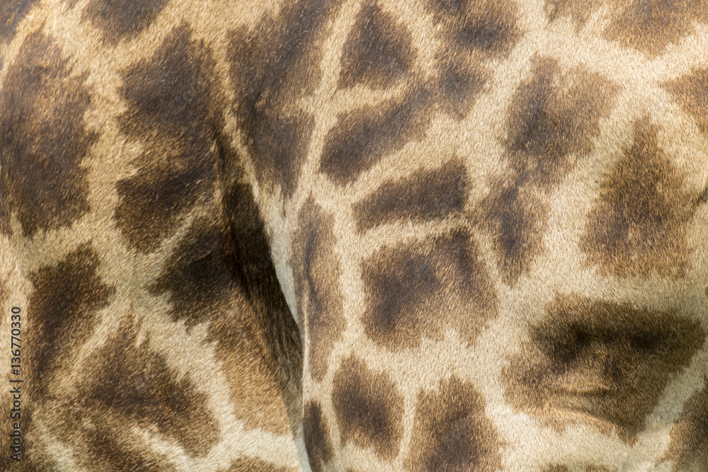 Fototapeta premium Genuine leather skin of giraffe with light and dark brown spots.