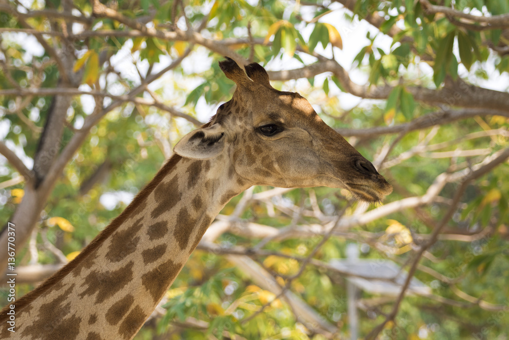 Image of a giraffe head on nature background. Wild Animals.
