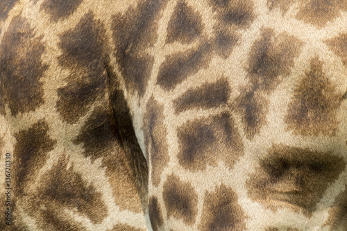 Genuine leather skin of giraffe with light and dark brown spots.