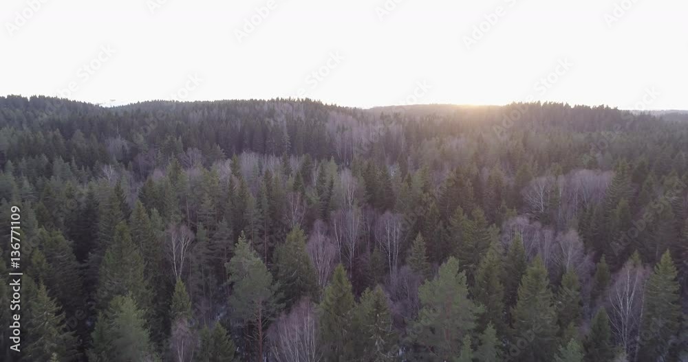 Aerial backward flight over winter fir forest in sunset, 4k drone footage Aerial backward flight over winter fir forest in sunset, 4k drone footage