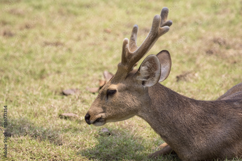 Image of a deer relax on nature background. Wild Animals.