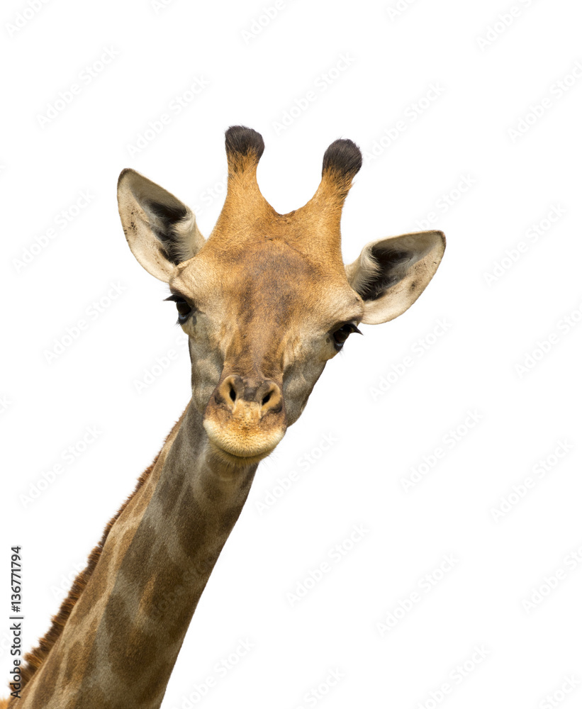 Fototapeta premium Image of a giraffe head on white background. Wild Animals.