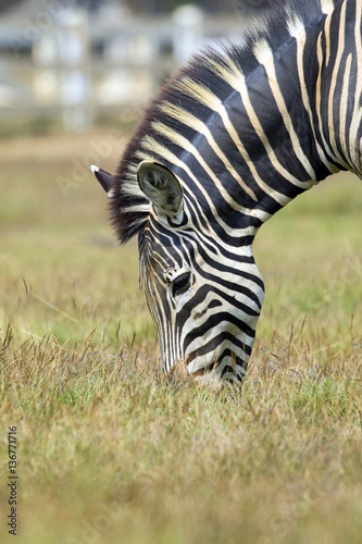 Image of an zebra eating grass on nature background. Wild Animal